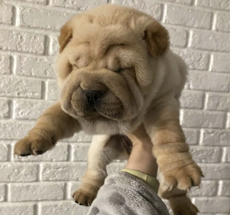 Продам плюшевих бешкетників