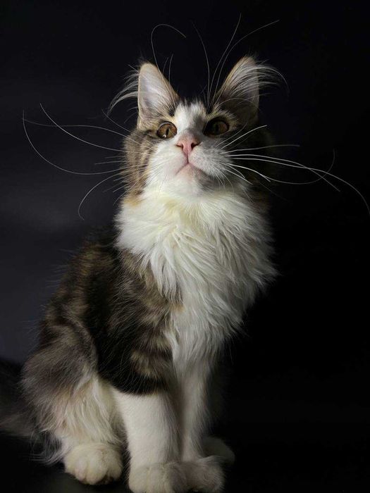 Мейн-кун дівчинка з документами, вакцинами та доставкою по Україні