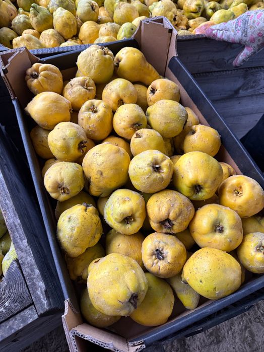 Pigwa gruszkowa/ jabłkowa wysyłka paczkomatem.