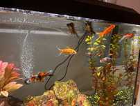 Vendo aquario com peixes