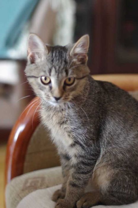 Cudny, mruczący kocurek do adopcji