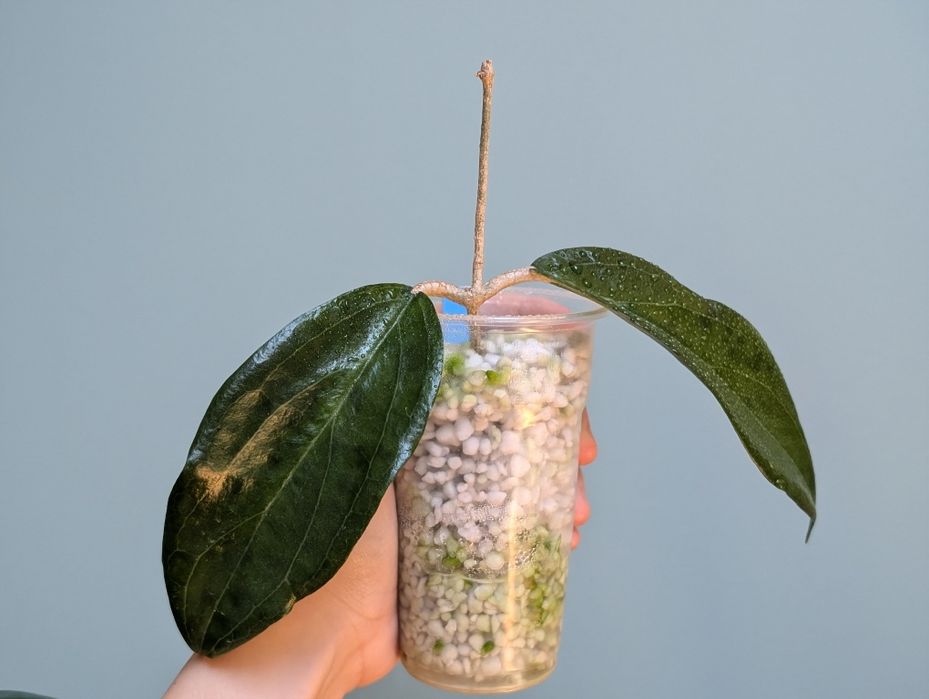 Hoya sp ut 033 rzadka