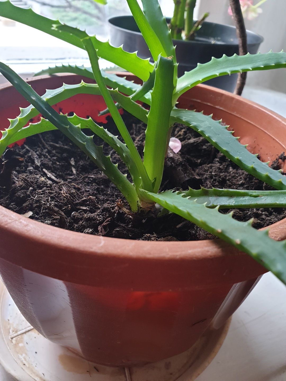 Aloes drzewiasty dwie sadzonki