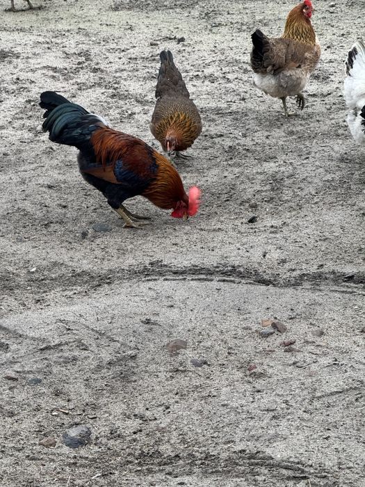 Sprzedam koguty zielononóżki