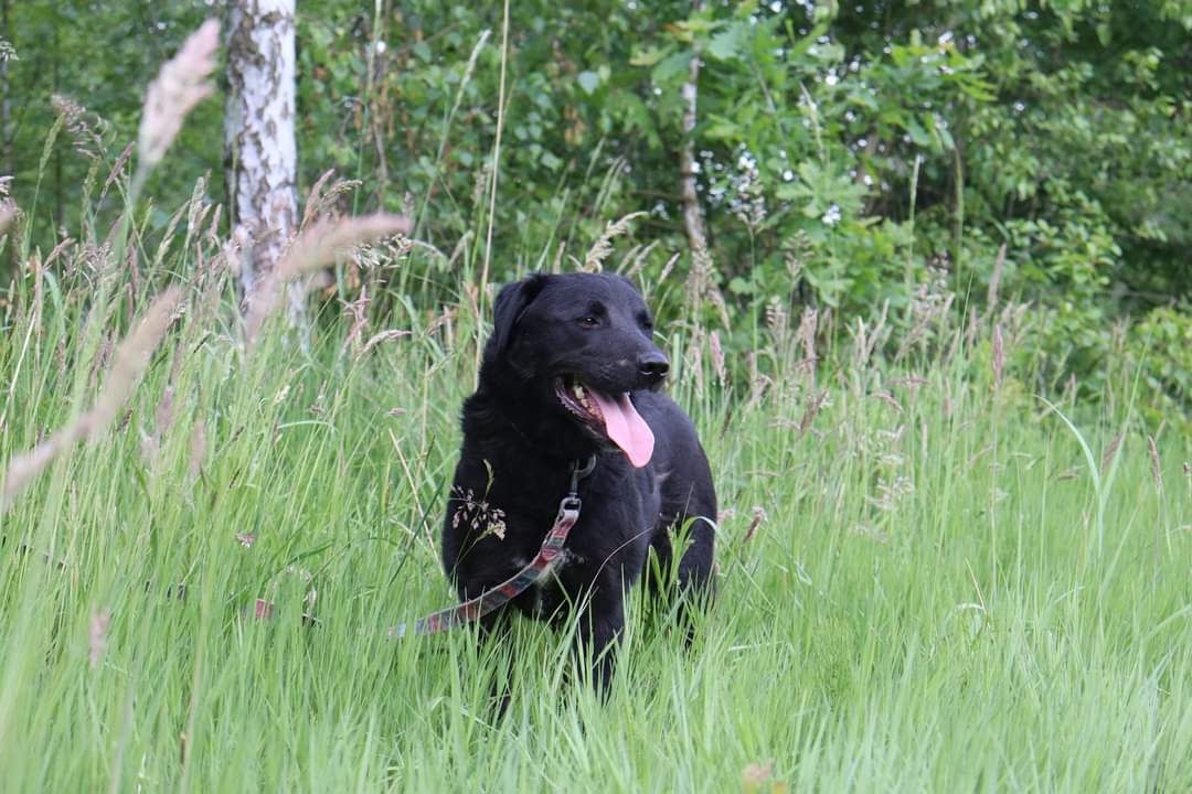 Pies do adopcji, schronisko strzelce, typ labrador