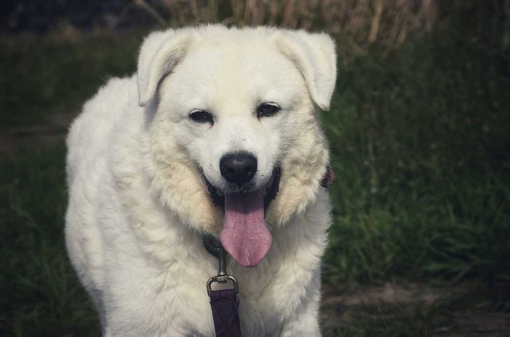 Prześliczna biała Mona - prawie golden