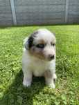 Piekny piesek owczarek austrlijski blue merle