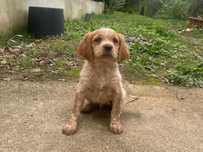 Cachorro Epagneul Breton com LOP