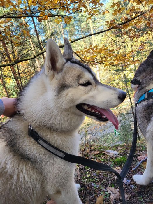 Suczka Siberian Husky szczenię zkwp fci