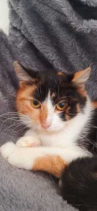 Majka piękna 7 miesięczna kotka na tropie domku adopcja