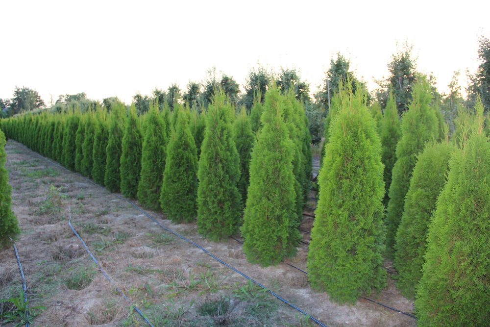 Tuja Szmaragd, Thuja Smaragd 140-160 cm SUPER JAKOŚĆ, PRODUCENT