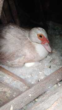 Інкубаційне яйце мускусної качки.