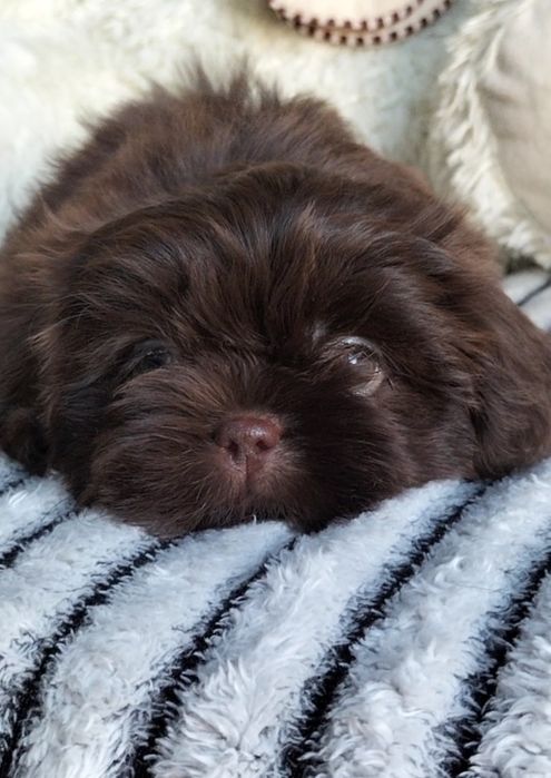 Shih Tzu śliczna czekoladowa 8 tygodniowa suczka
