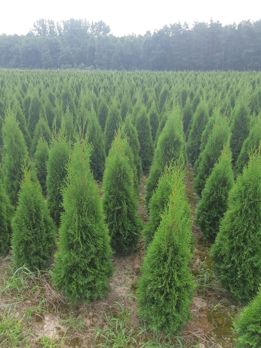 Tuja Thuja Tuje Szmaragd 140 cm