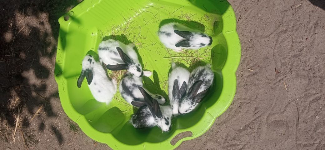 Młode króliki srokacz niemiecki