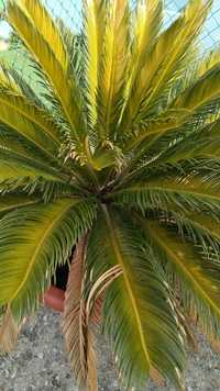 Palmeira artigo jardim