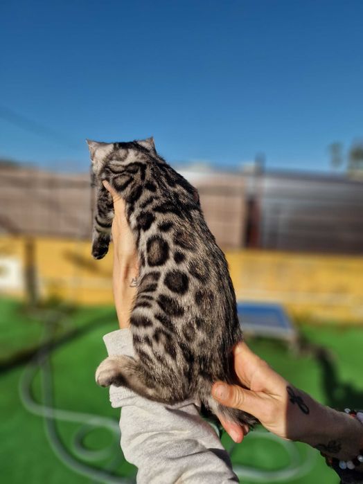 Prateado gatinho de bengala (macho)