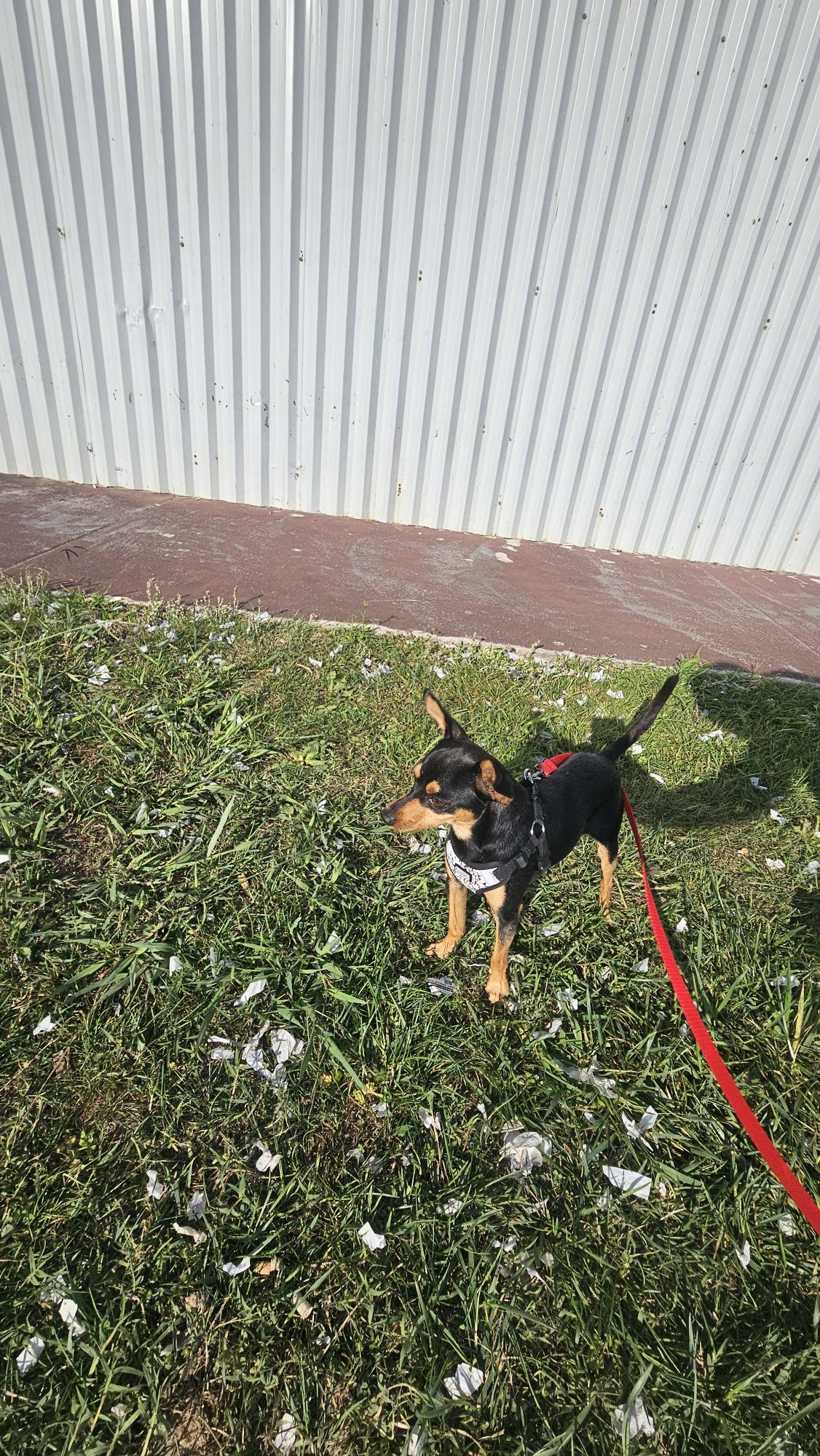 Pincher Macho puro