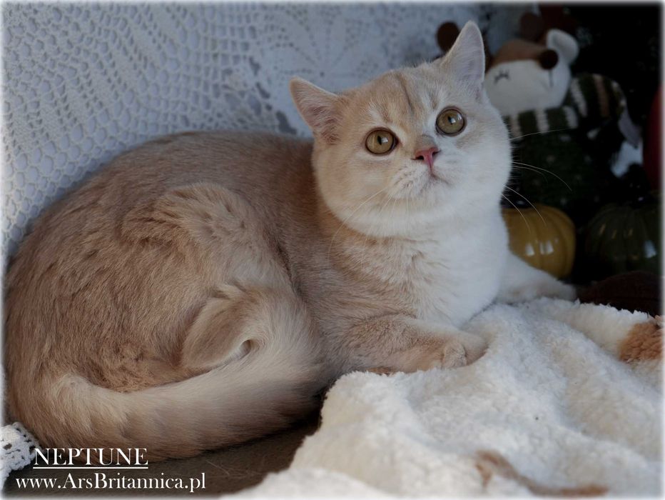 Jedyny Kocurek brytyjski Płowy Złoty Szynszylowy na olx! Neptune py12