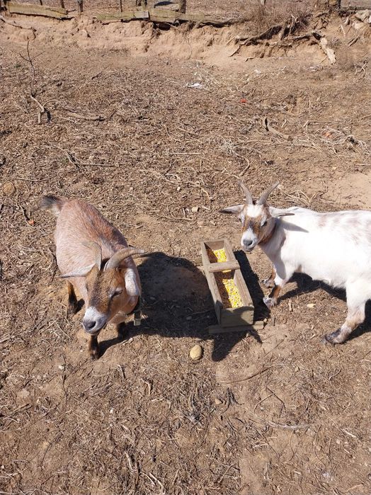 cabras anãs felizes