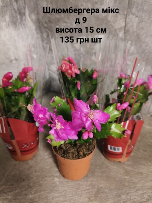 Шлюмбергера,циперус,гастерія,ріпсаліс,алоказія,кактус та інші