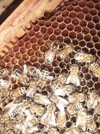 Matki pszczele unasiennione