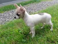 Chihuahua biało-liliowa suczka