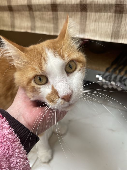 Віддаю кота в добрі руки