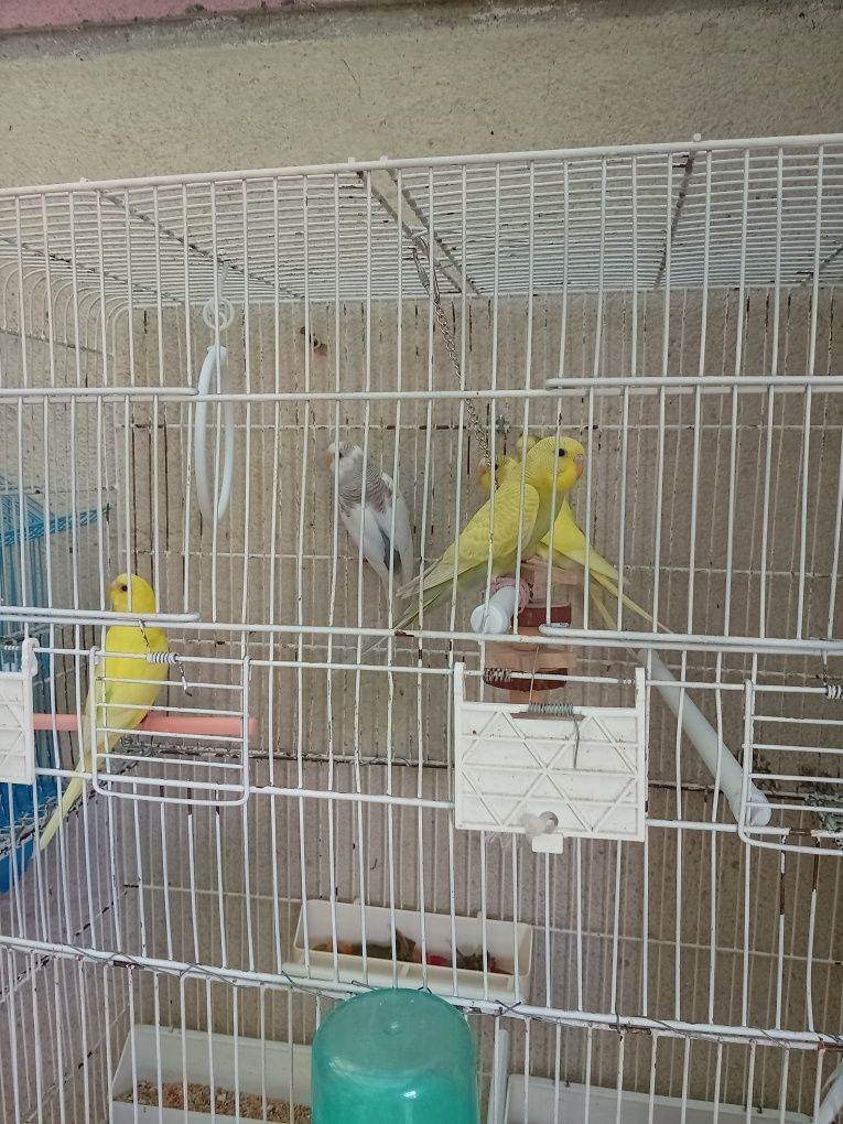 Vendo piriquitos