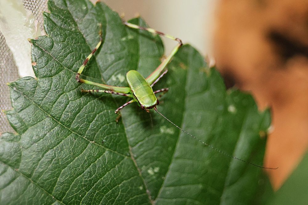 Steirodon sp.prostoskrzydłe