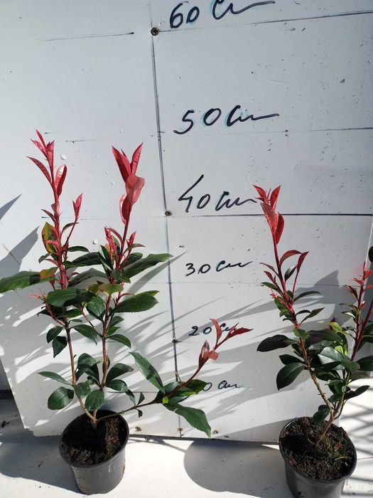 Photinia Red Robin | Photinia Carre Rouge