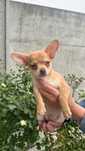 Piesek chihuahua red nos