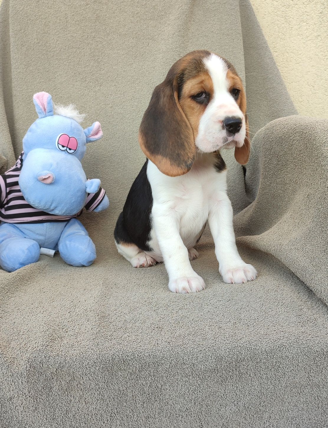 Szczeniak Beagle