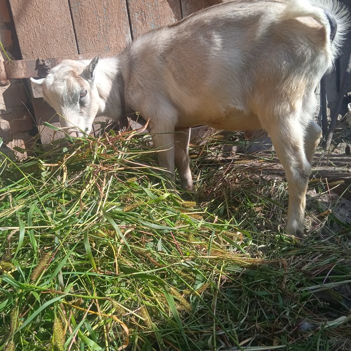 Продам   козлика