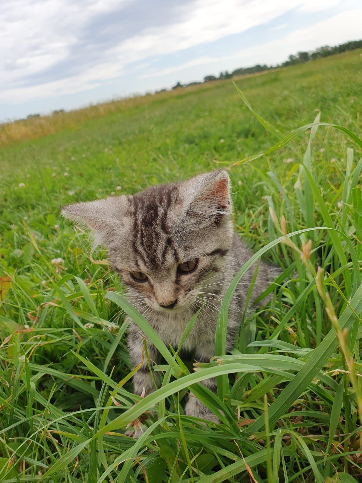 Dwie kotki szukają domku