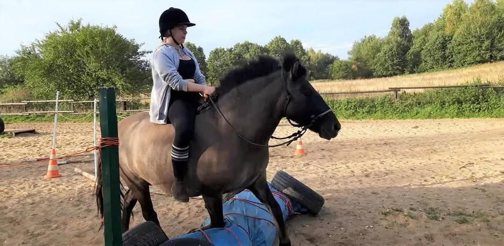 Berberys konik polski 12lat