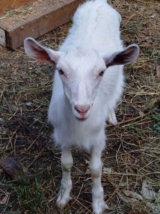 Продаю дві молоді кізки