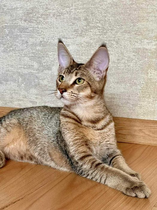 Шикарные малышата породы Чаузи! Гибрид камышового кота!