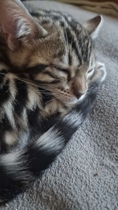 Gatinho bengal com Lop excepcional