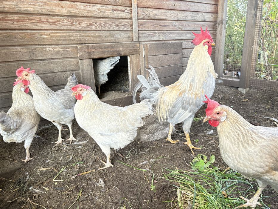 Włoszka lawendowa - jaja lęgowe