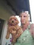 Suczka Maltipoo f1 z Rodowodem