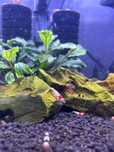 Krewetki cristal red- cristal black i bee panda