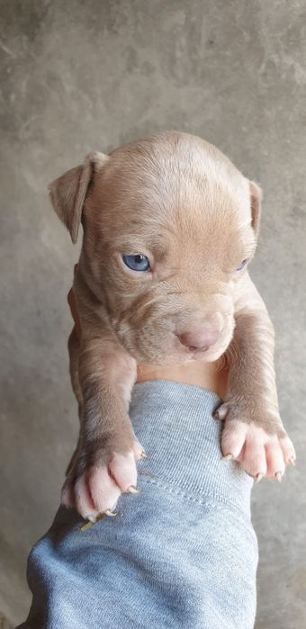 American bully standard