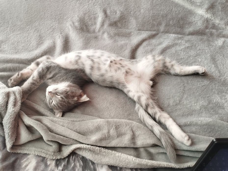 Веслаухий кот красивий умний