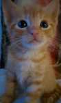 Koteczki do adopcji