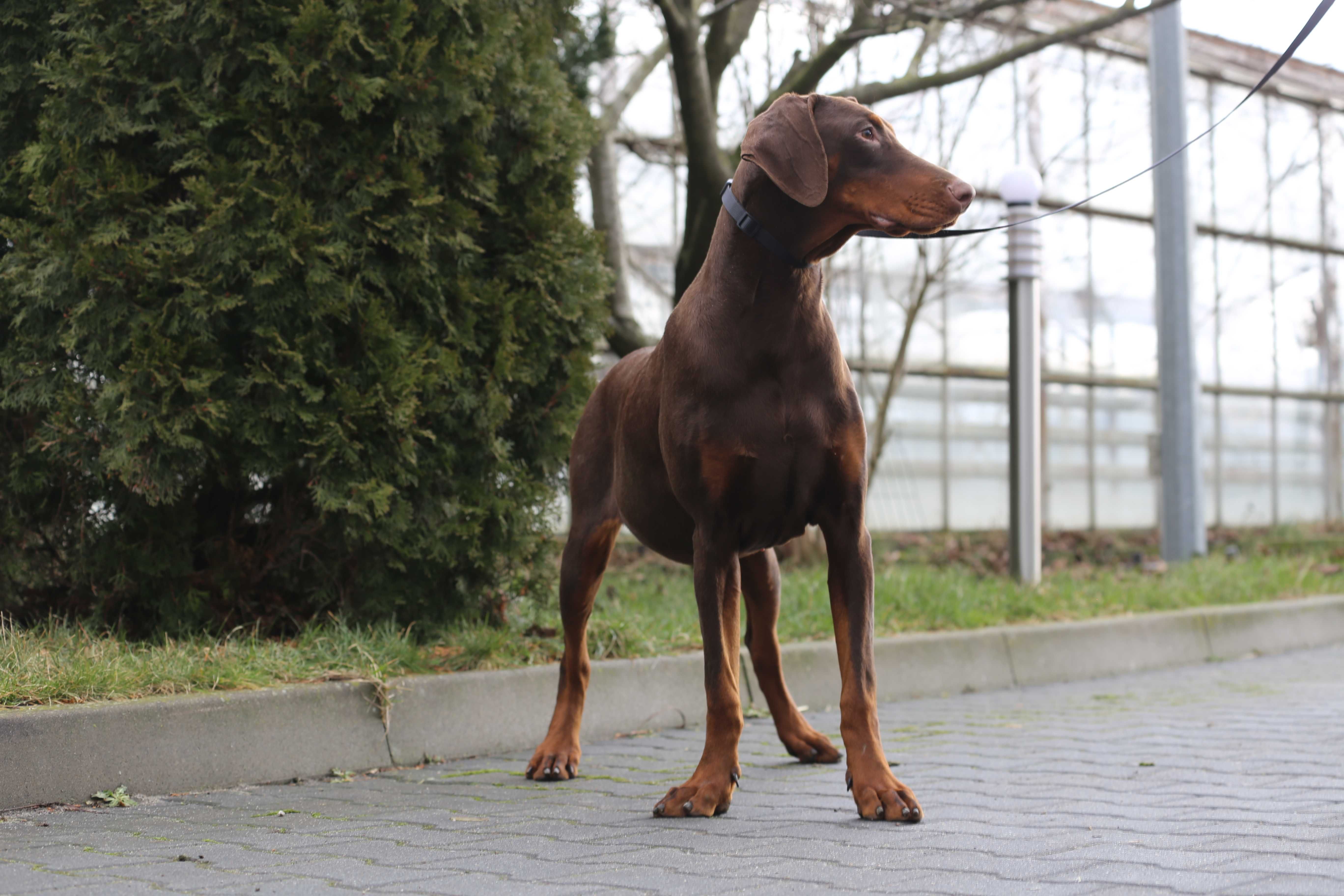 Przepiękny Doberman pies