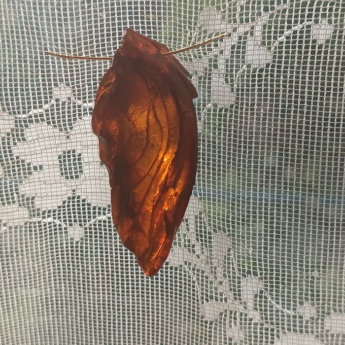 Великий янтарний кулон.