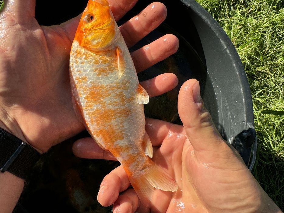 Karp Koi idealne do oczka wodnego