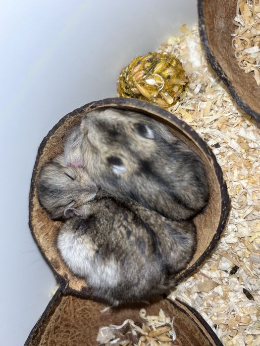 Хом’ячка Джунгарики