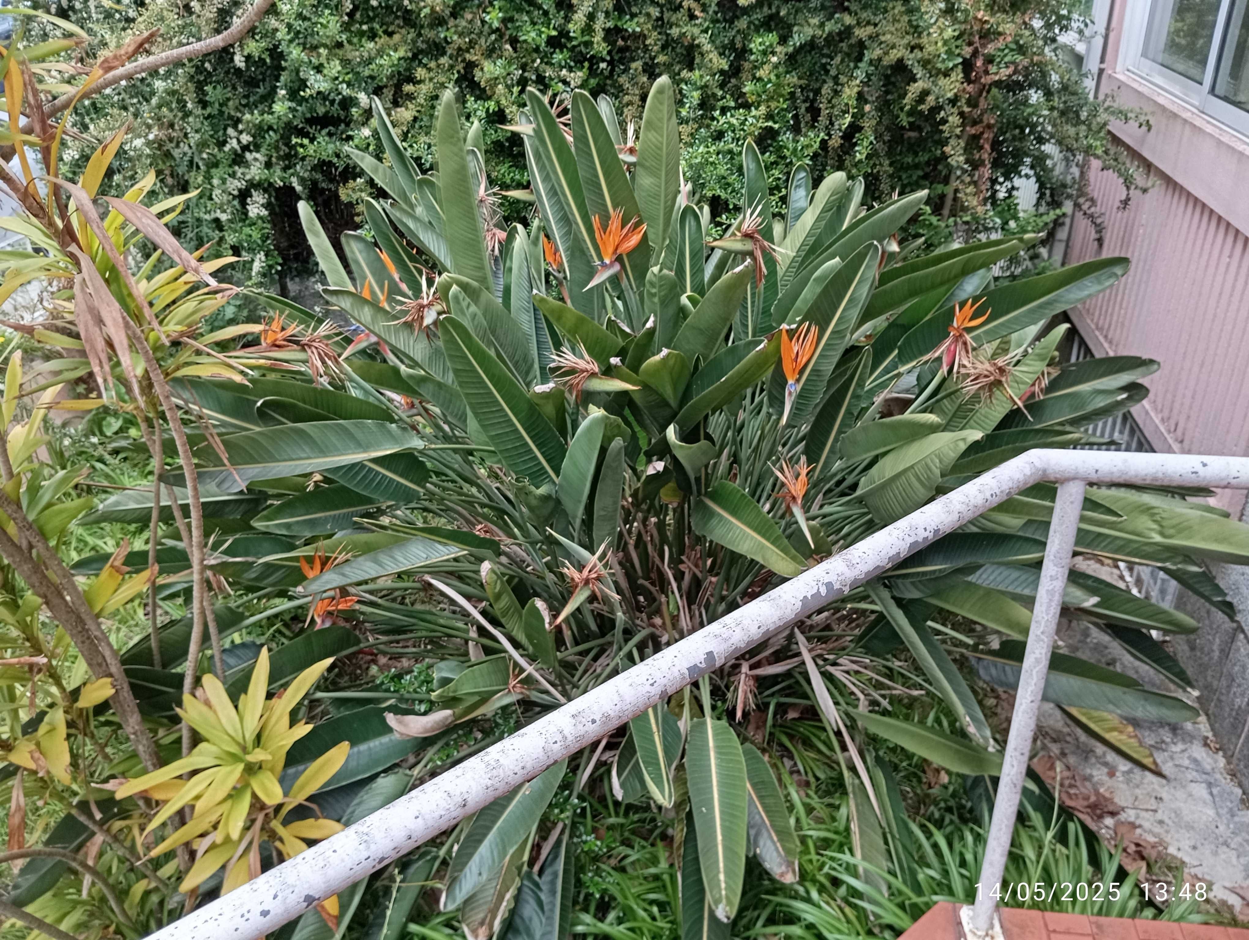 Plantas Estrelicias